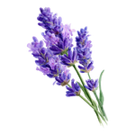 ラベンダーオイル