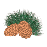 シダーウッドオイル