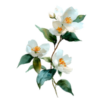 ジャスミンオイル