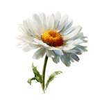 カモミールオイル