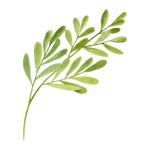 ティーツリーオイル