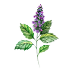 パチュリオイル